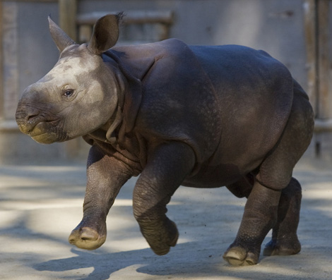 Baby Rhino Running